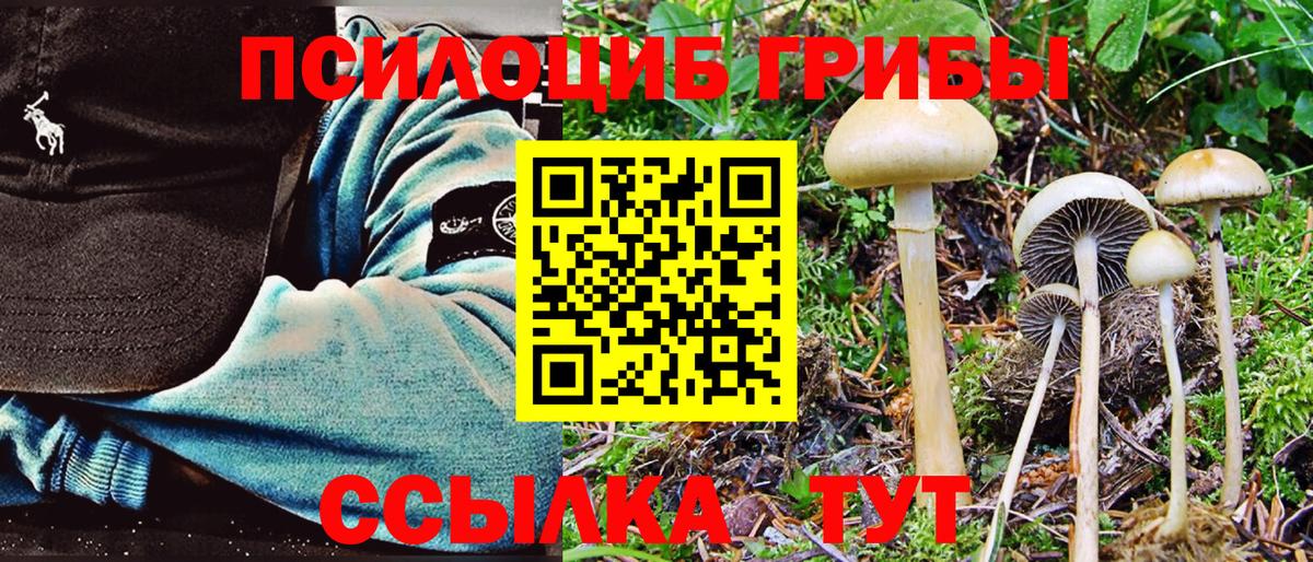 Галлюциногенные грибы Cubensis  Галлюциногенные грибы прущие грибы  Нижнеудинск  Вход с VPN 