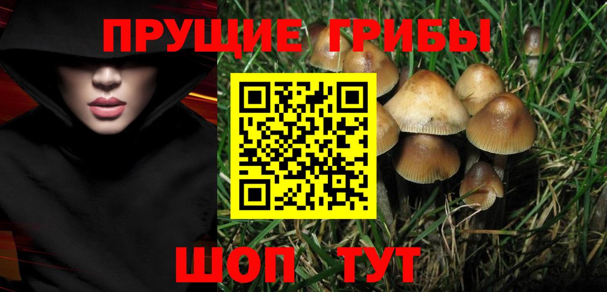 Галлюциногенные грибы Psilocybine cubensis Нижнеудинск